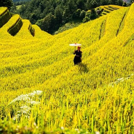 mountains, plateau, step, field, people, nature, rice, countryside, outdoors, agriculture
